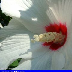 Poszukiwany Pan(i),ktora podejmie wspol…